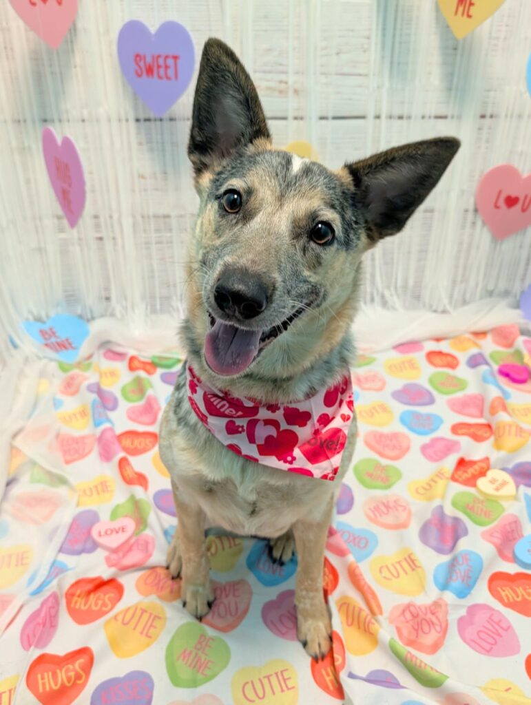A happy dog at Doghive