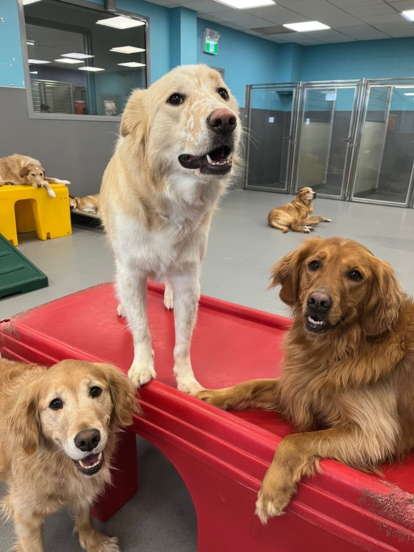 Dogs relaxing inside Doghive