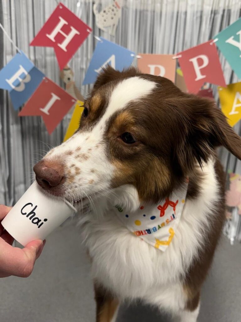 A happy dog at Doghive