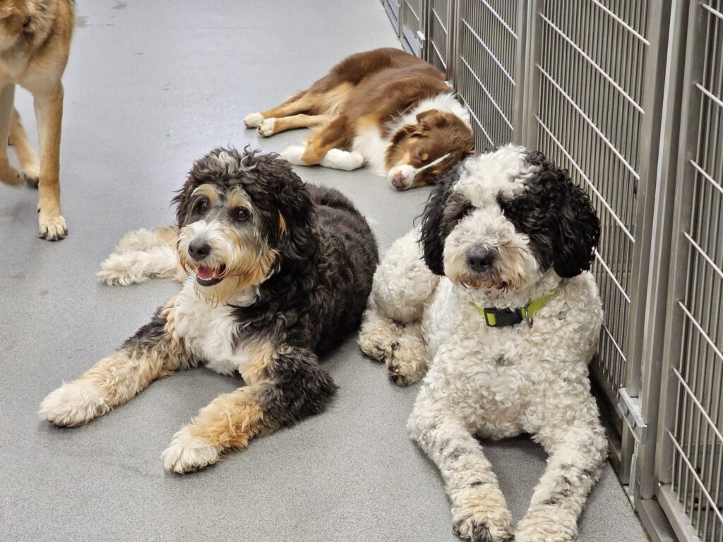 Dog Boarding