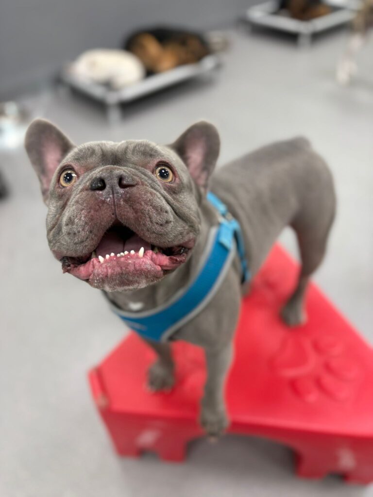 Dog Daycare