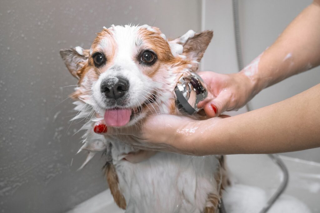 Dog Grooming